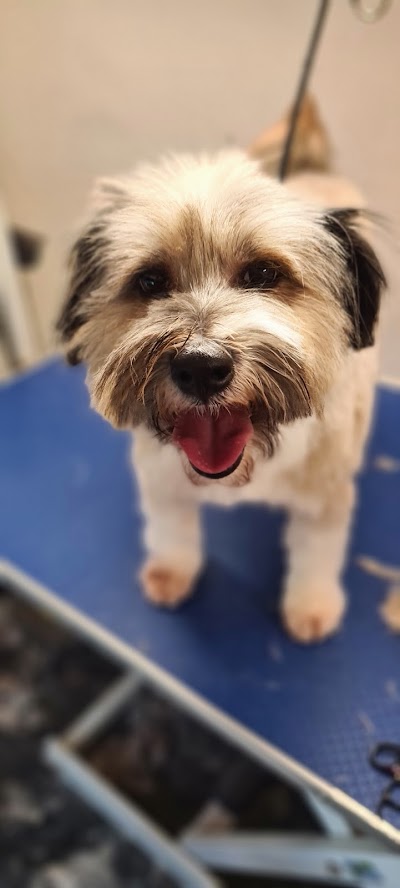 Pooches Pawfection Mobile Dog Grooming And Pet Services