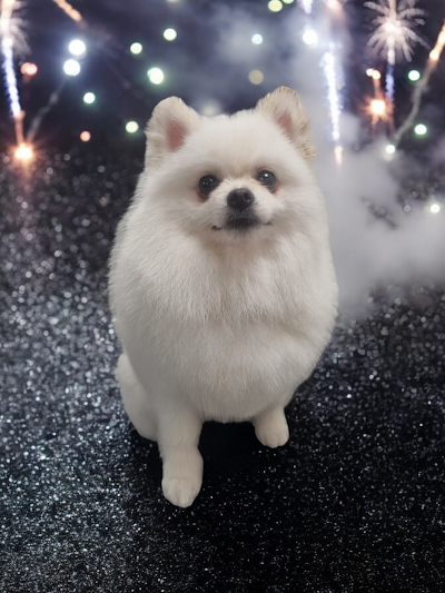 Grooming Van Image