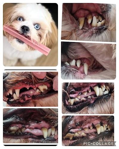 Grooming Van Image