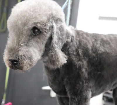 Grooming Van Image
