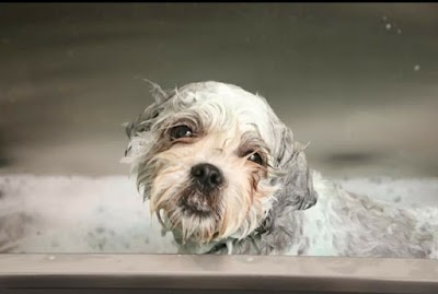 Grooming Van Image