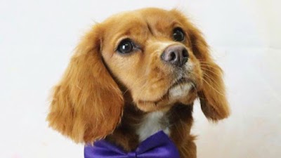 Grooming Van Image