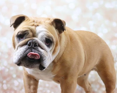 Grooming Van Image