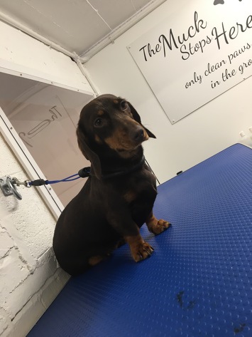 Grooming Van Image