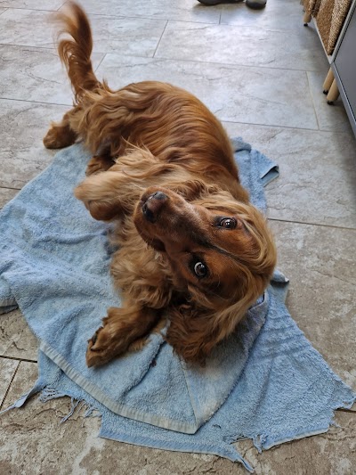 Grooming Van Image
