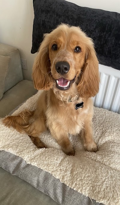 Grooming Van Image