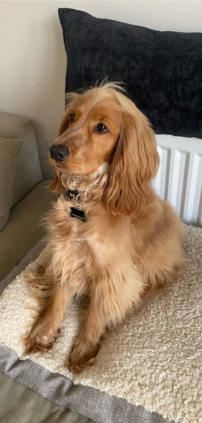 Sam's Woof Wash Grooming Studio