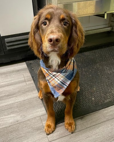 Grooming Van Image
