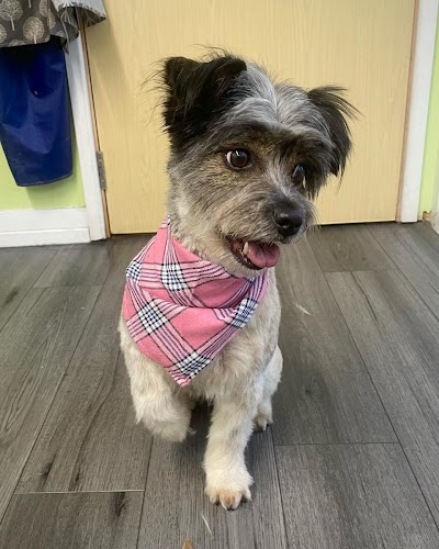 Grooming Van Image