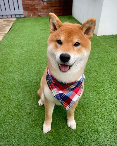 Grooming Van Image