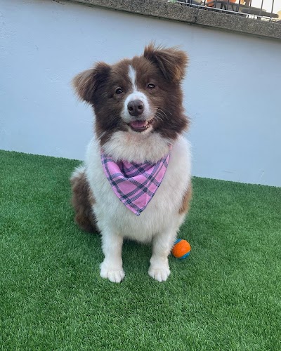 Grooming Van Image