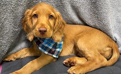 Grooming Van Image