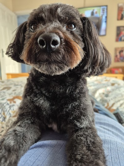 Grooming Van Image