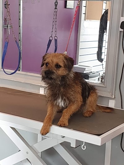 Grooming Van Image
