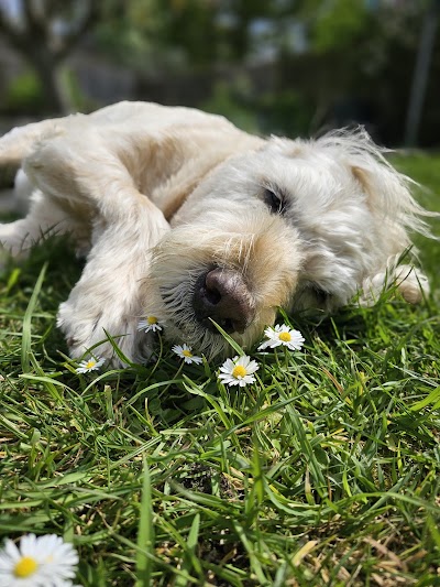 Grooming Van Image