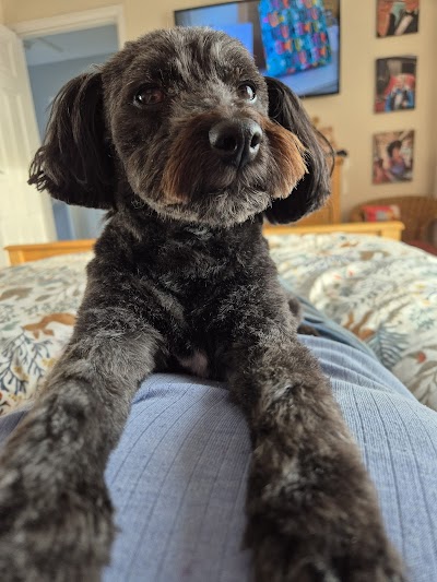 Grooming Van Image