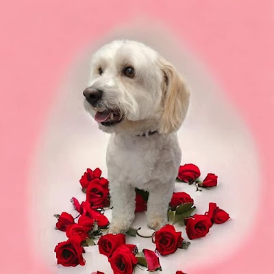 Grooming Van Image