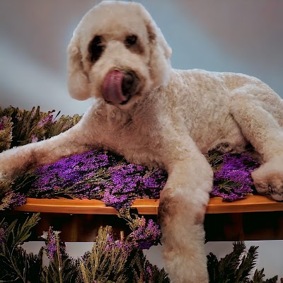 Grooming Van Image