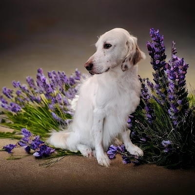 Grooming Van Image