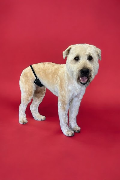 Grooming Van Image