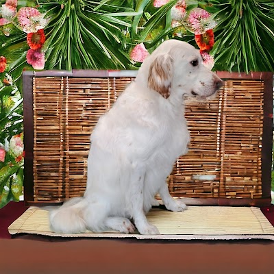 Grooming Van Image
