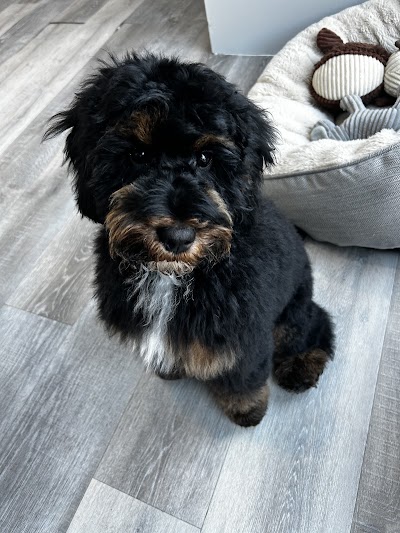 Grooming Van Image