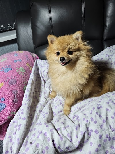 Grooming Van Image