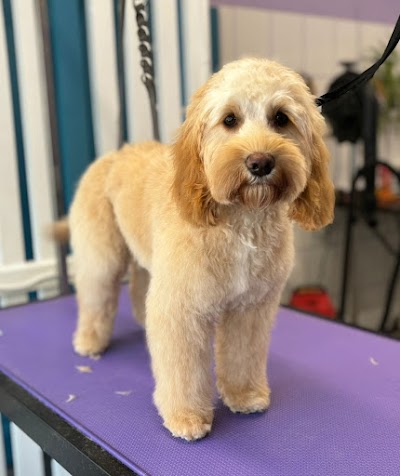 Sleek & Chic Dog Groomers