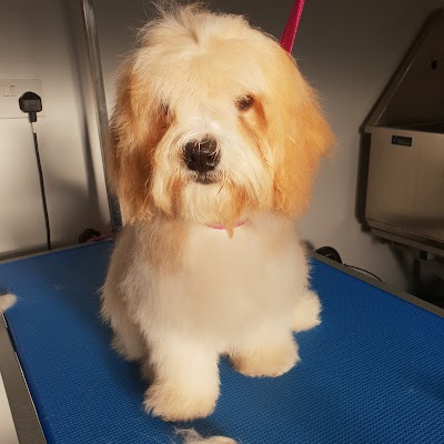 Grooming Van Image