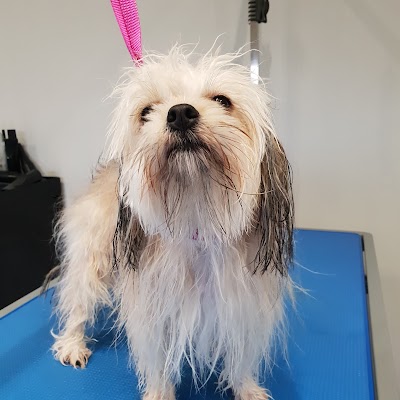Grooming Van Image