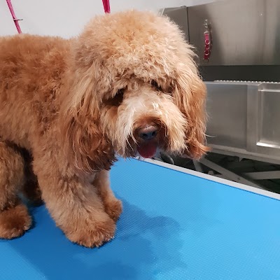 Grooming Van Image