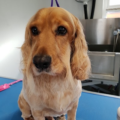 Grooming Van Image
