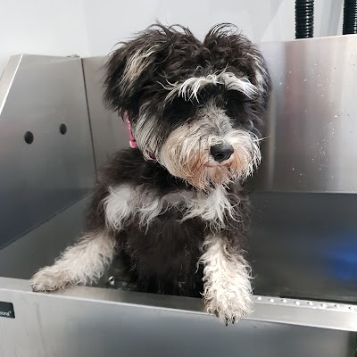 Grooming Van Image