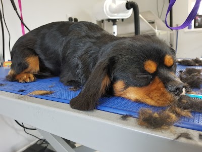 Grooming Van Image