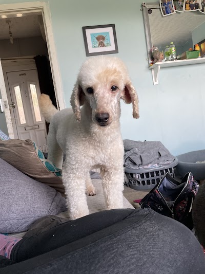 Grooming Van Image