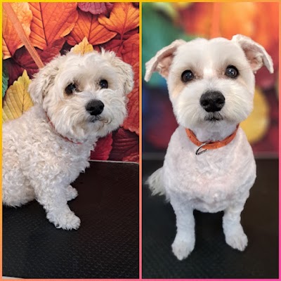 Grooming Van Image