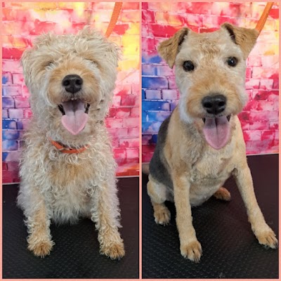 Somerset and Dorset Pet Services