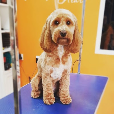 Grooming Van Image