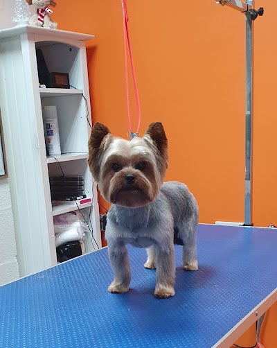 Grooming Van Image