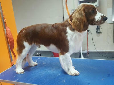 Grooming Van Image