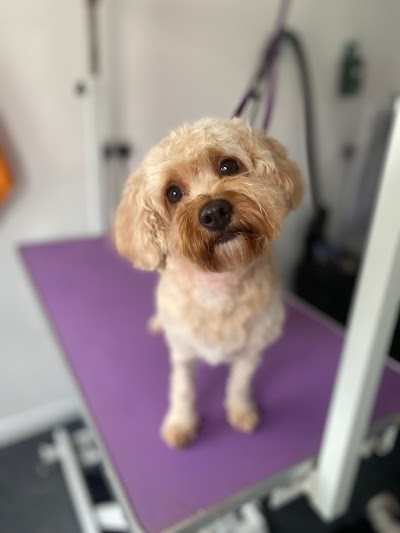 Grooming Van Image