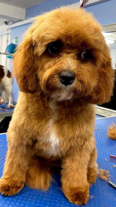 Grooming Van Image