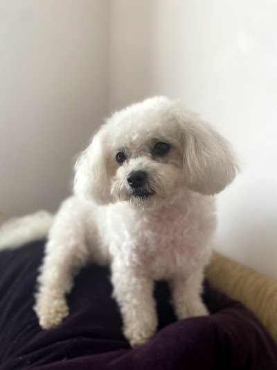 Grooming Van Image