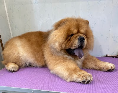 Grooming Van Image
