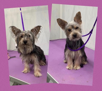 Grooming Van Image
