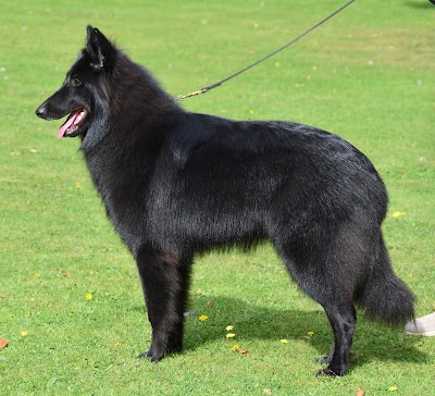 Grooming Van Image