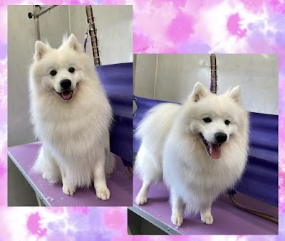 Grooming Van Image