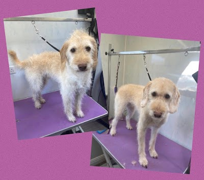 Grooming Van Image
