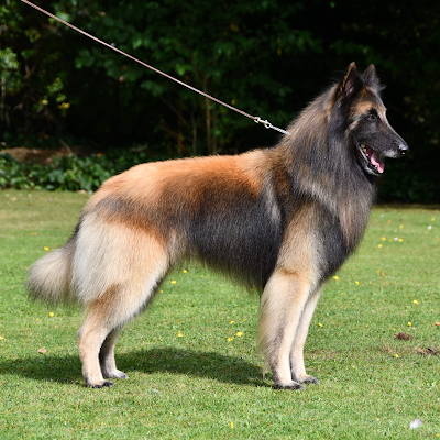 Grooming Van Image