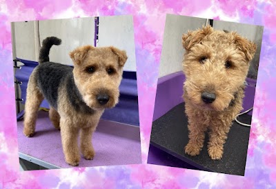 The Dog Groomer, Cheltenham